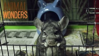 Ash The Chinchillas Rescue Story [upl. by Shirlee220]