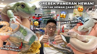 GREBEK PAMERAN HEWAN LAGI HEWANHEWAN UNIK SELALU ADA DISINI SERU BANGET [upl. by Amiaj]