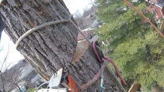 Safebloc Basic Setup  Arborist Rigging Basics [upl. by Grenier]