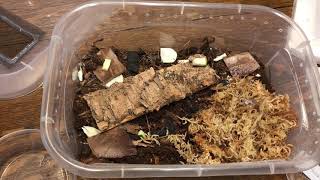 Unboxing HUGE GIANT ISOPODS and Setup of Vivarium Enclosures with Ali and YoKai [upl. by Ahsiekel]