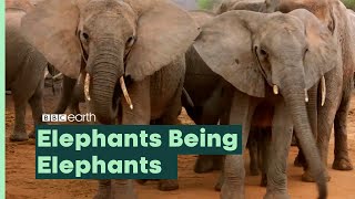 Elephants Being Elephants  BBC Earth [upl. by Jarietta]