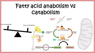 Regulation of fatty acid metabolism  Fatty acid biosynthesis vs breakdown [upl. by Reyam]