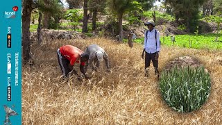 Grand reportage Dans l’aventure de la culture du blé au Sénégal  Défis et perspectives [upl. by Scheld]