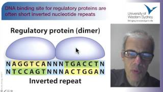 02 Regulating the Flow of Information an overview of gene expression [upl. by Senga475]