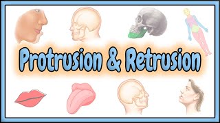 33 Protrusion amp Retrusion Terms  2D Animation [upl. by Kristal]