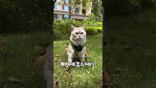 我家猫学会了各种语言，但没学会猫叫 阿咪 [upl. by Nolyd499]