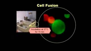 Cosmo Bio GenomONECF EX Sendai virus HVJ Envelope Cell Fusion Kit [upl. by Madonna769]