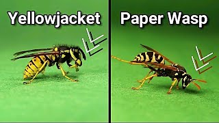 Paper Wasp vs Yellow Jacket  Is The Yellowjacket Dangerous  Facts About Wasps Wildlife Insects [upl. by Mor330]