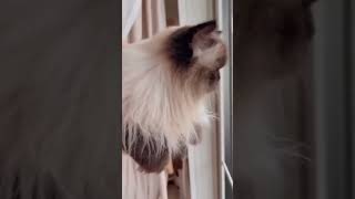 Discover the Secret Behind the Mysterious Himalayan Cat 🐱 shorts cat [upl. by Rodrique]