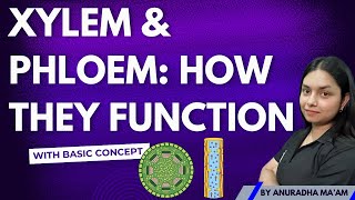 Xylem vs Phloem Understanding Plant Transport Systems  ThePrepZone NCERT biology [upl. by Aenat608]