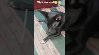 Are papa jao yrr 😂 dog doglover dogs funny shorts [upl. by Leahcam]