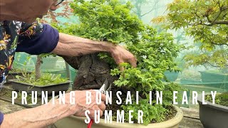 Pruning Bonsai In Early Summer [upl. by Rouvin331]