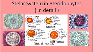 Stelar System in Pteridophytes in detail  hindi and english  For BSc and MSc  By Jyoti Verma [upl. by Ihc]