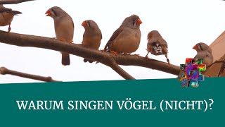 Warum singen Vögel nicht – Seewiesen – wonachsuchstdu [upl. by Vaas367]