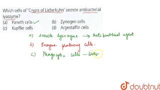 Which cells of Crypts of Lieberkuhn secrete antibacterial lysozyme [upl. by Capps]