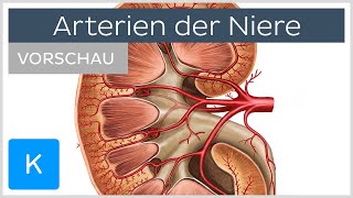 Arterien der Niere Blutversorgung und Funktion Vorschau  Kenhub [upl. by Arabrab614]