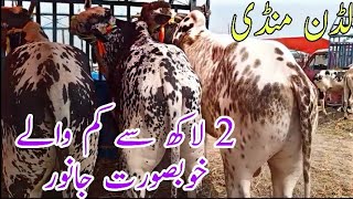 2 Lakh Sy Kum Waly Khobsorat Bachry Ludan Cow Mandi Vip cholistani dhani sahiwal dajal 9 October [upl. by Festus16]