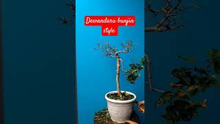 Dewandaru eugenia uniflora bunjin style bonsai bonsaitree sardi trend dewandaru trending [upl. by Ricketts]