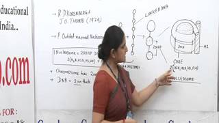 Nucleosome Model Lecture BSc Biotechnology by Ms Priyanka khan [upl. by Viva]