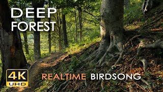 4K Deep Forest  8 Hours NO LOOP Birdsong  Robin amp Blackbird Singing  Relaxing Nature Ambiance [upl. by Norine585]