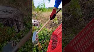 lingonberry berrypicking fruitpicking farming berryfarm wildberries cranberry harvesting [upl. by Ebberta935]