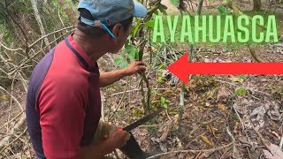 Aprendiendo sobre Ayahuasca en una Comunidad Nativa [upl. by Hamil701]