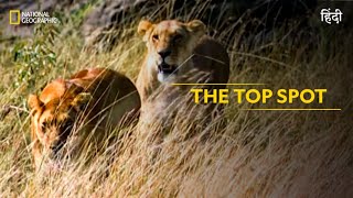 The Top Spot  Animal Fight Club  हिन्दी  Full Episode  S5  E4  National Geographic [upl. by Lajib401]