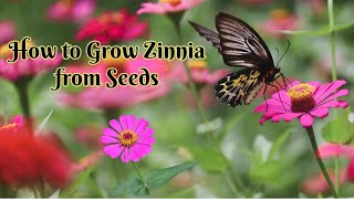 How To Grow Zinnia From Seeds zinnia organicgarden gardening nature organic [upl. by Kwok60]