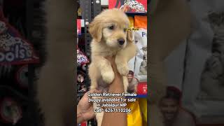 Golden Retriever Female puppy available for sale in Jabalpur MP Call  6267110206 jabalpur pets [upl. by Arua115]