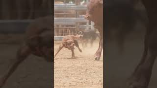 Working Dogs in Action  Australian Working Kelpie  Dogs in Slow Mo  Dogs with Jobs  Muster Dogs [upl. by Ennayr]