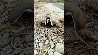 sandpiper  nest lapwing [upl. by Hut55]