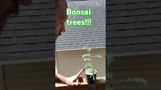 Update on my Bonsai trees germinated from seed Cryptomeria and Black pine bonsai bonsaitree [upl. by Nosned]