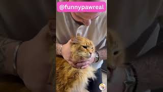 Cat Chiropractic Back Neck Cracks Compilation  ASMR [upl. by Animahs]