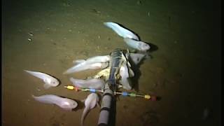 Mariana snailfish feeding on the ocean floor [upl. by Aala]