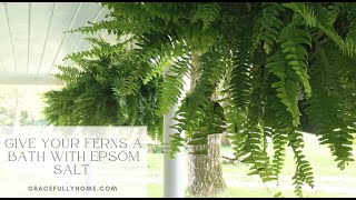 Give Your Ferns a Bath with Epsom Salt [upl. by Acira]