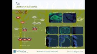 The Study of Akt  Section 3 of 3mp4 [upl. by Nerval]