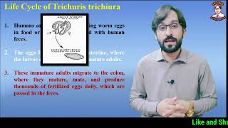 Trichuris trichiura  Life Cycle  Symptoms  Diagnosis  Treatment [upl. by Casimire440]