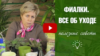 Фиалка в домашних условиях 🌼 Правила выращивания и ухода 🌼 Фиалки ликбез с Хитсад [upl. by Asus]