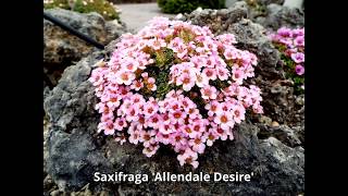 Saxifraga 2018 [upl. by Ahslek]