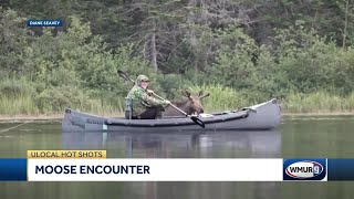 Moose spotted near canoer in NH [upl. by Etnoed]