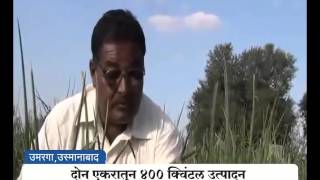 Agrowon Success story of Kamlakar Surwase on Onion Farming in Koral Gaon Osmanabad [upl. by Norihs]