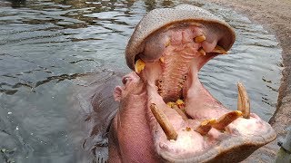 Flodhestene vejes  Weighing the hippos in Copenhagen Zoo [upl. by Hacker250]