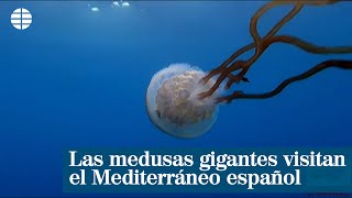 Las medusas gigantes visitan el Mediterráneo español [upl. by Asehr324]