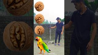 Rounding walnut to Duck Peacock Pigeon amp Parrot  Birds names magic video [upl. by Anaher]