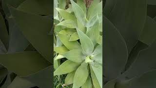 Tanaman Hias Agave Attenuata ekoazis [upl. by Eidac]