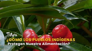 ¿Cómo los Pueblos Indígenas Protegen Nuestra Alimentación  TvAgro por Juan Gonzalo Angel [upl. by Ditter806]