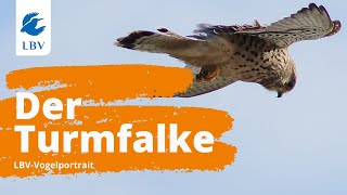 Der Turmfalke Falco tinnunculus  Steckbrief  Gesang Vogelarten kennen lernen mit den Experten [upl. by Apfel]