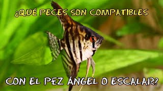 PECES COMPATIBLES CON EL PEZ ANGEL O ESCALAR [upl. by Jase]