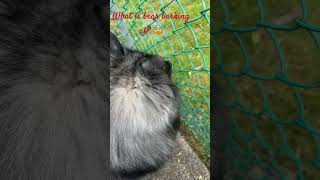 This was creepy… funnydogs keeshond likeandsubscribe scary creepy [upl. by Annie]