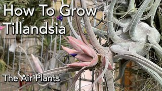 Tillandsia Air Plants Collection and Care 101  Basics of Watering Light Mounting amp Fertilizing [upl. by Ehcor]